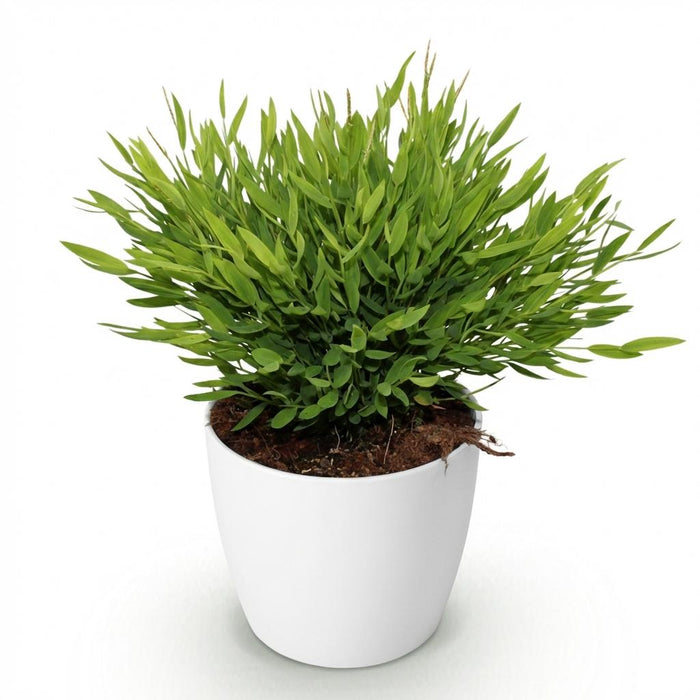 Bamusa Pogonatherum Monica - Bamboegras - met witte plantenpot - ↕20cm - Ø12cm