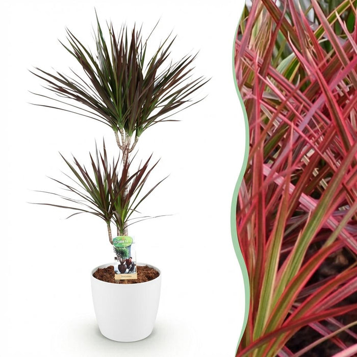 Dracaena Magenta - Dragon Tree - with white plant pot - ↕90-100cm - Ø21cm