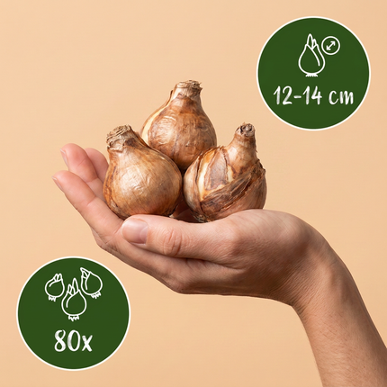 80x Narcissus Double mix - Bloembollen - Gevulde narcis mix - Geel en Wit - Voorjaarsbloeier - Bolmaat 12/14