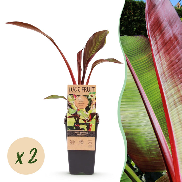 Musa ensete Maurelli - Bananenboom - Rood-Groen - ↕50cm - Ø15cm - 2x