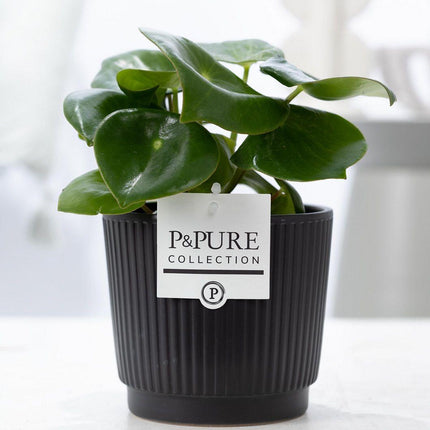 Peperomia Raindrop In P&PURE Liv Ceramics Matt Black - ↕25cm - Ø12cm