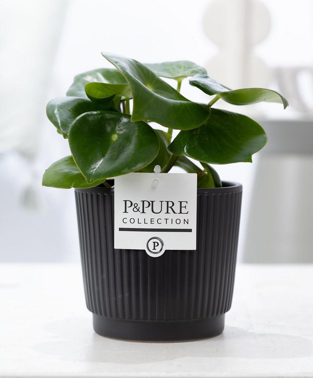 Plante Peperomia