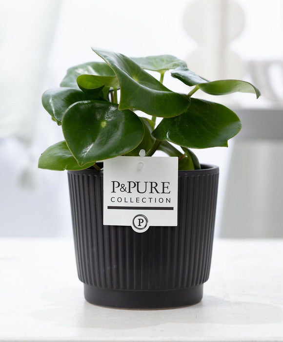 Peperomia Raindrop In P&PURE Liv Ceramics Matt Black - Ø12cm - ↕25cm