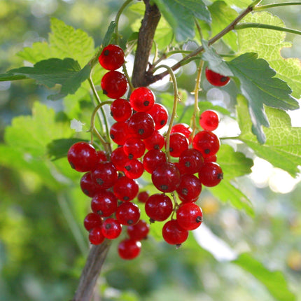 Ribes rubrum Jonkheer van Tets - Planta de bayas - Resistente - Grosella roja - 2 plantas - Maceta de 15 cm - Altura 50 cm