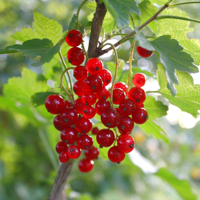 Ribes rubrum Jonkheer van Tets - Berry plant - Hardy - Red currant - 2 plants - 15cm pot - Height 50cm