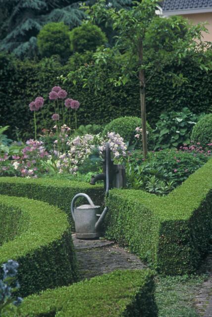 Buxus Sempervirens - ↕10-25cm - Ø9cm - 40x