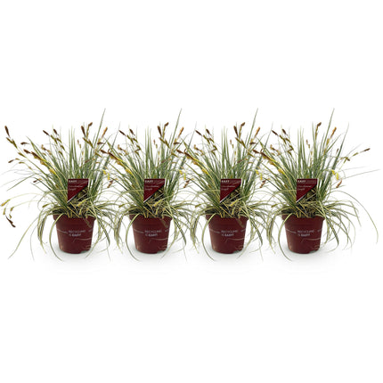 Carex oshimensis Evergold - Junco - Amarillo y verde - ↕50cm - Ø17cm - 4x