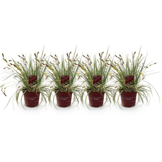 Carex oshimensis Evergold - Zegge - Geel & Groen - ↕50cm - Ø17cm - 4x