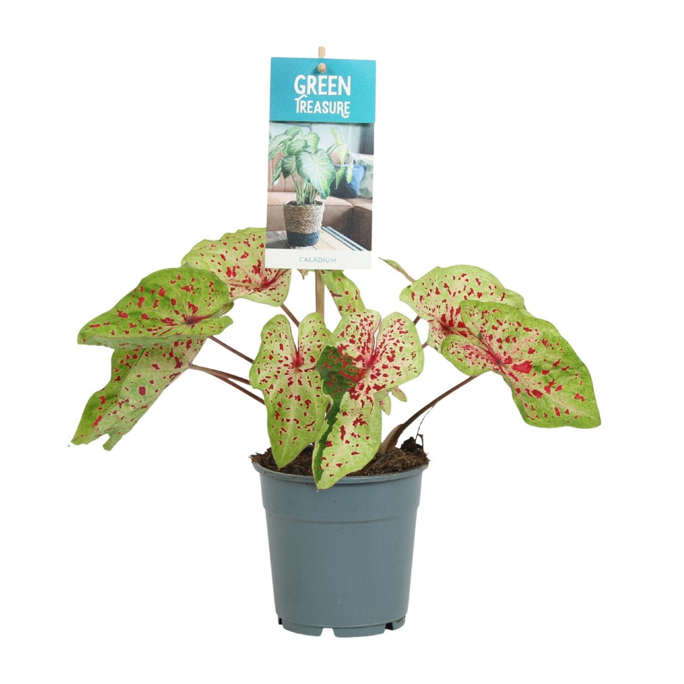 Caladium