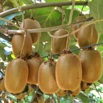Acitinidia deliciosa Hayward - Kiwi plant - Female - Green Fruit - 2 Plants - Pot 15cm - Height 50cm