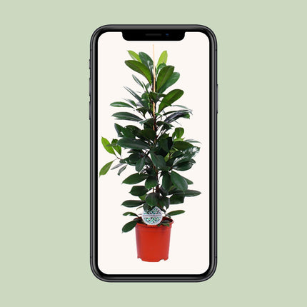 Ficus Cyathistipula - ↕105cm - Ø21cm