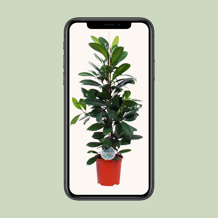Ficus Cyathistipula - ↕105cm - Ø21cm