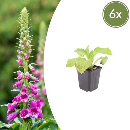 Vingerhoedskruid - Digitalis purpurea - ↕10-25cm - Ø9cm - 6x