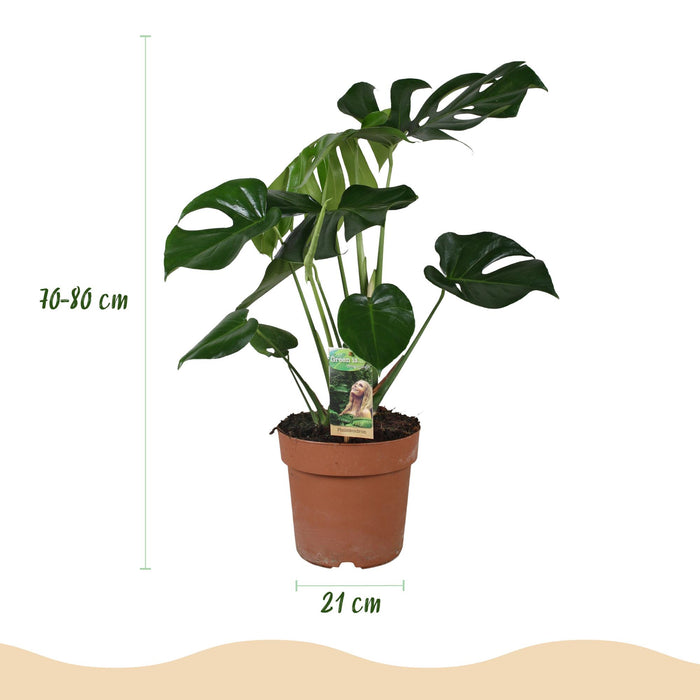 Monstera Deliciosa - Gatenplant - met witte plantenpot - ↕70-80cm - Ø21cm