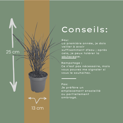 Miscanthus sinensis ‘Zebrinus’ – Zebragras - Ø12cm - 6x