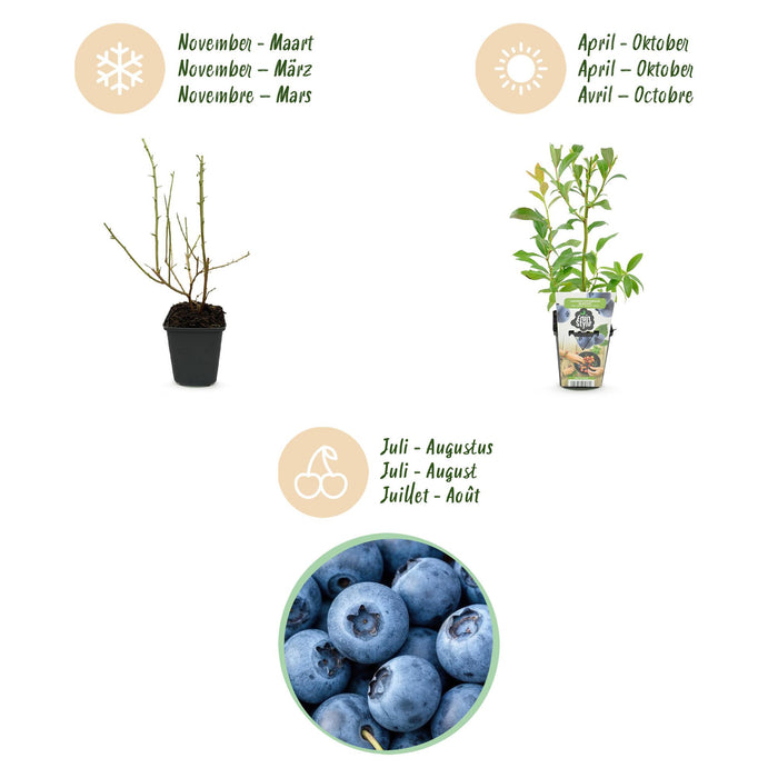 Myrtille - Vaccinium corymbossum Bluegold - Rustique - 3 plants - Pot de 9 cm - Myrtille