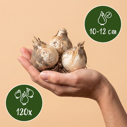 120x Allium Purple Sensation - Bloembollen - Sierui - Paars - Zomerbloeier - Bolmaat 10/12