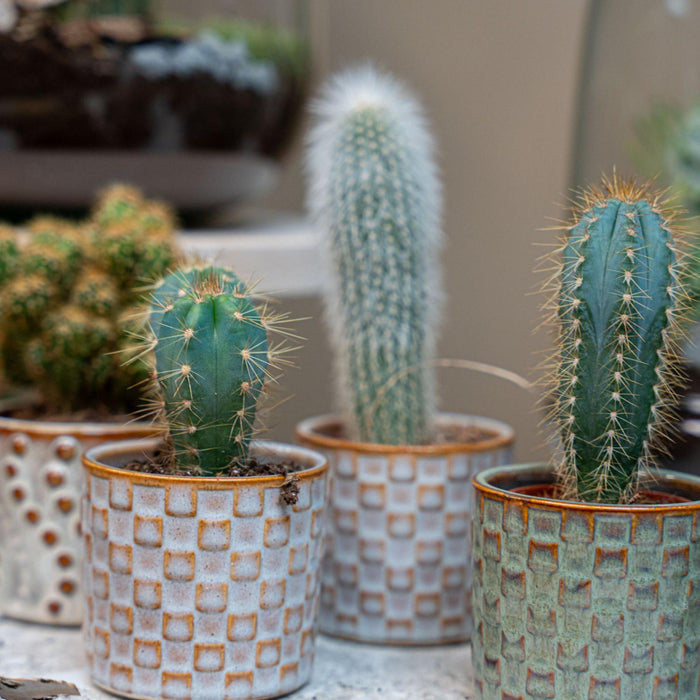 Cactus Set of 6 in Ceramic Mini Pots Madrid - ↕8–12cm
