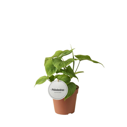 Philodendron Peru - ↕30cm - Ø12cm
