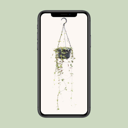 Ceropegia Linearis Remy - Pianta lanterna - ↕38cm - Ø14cm
