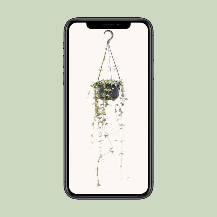Ceropegia Linearis Remy - Lantaarnplant - Ø14cm - ↕38cm