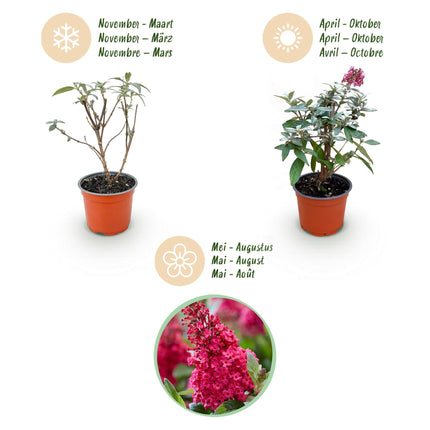 Buddleja davidii Butterfly Candy Little Ruby - Sommerfuglebusk - Kompakt - Rød - ↕20-25cm - Ø12cm - 3x