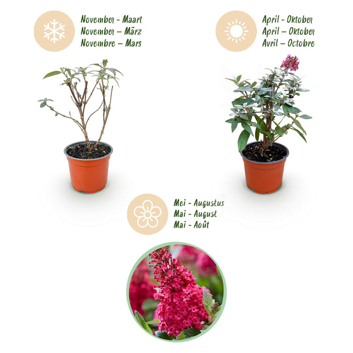 Buddleja davidii Butterfly Candy Little Ruby - Vlinderstruik - Compact - Rood - ↕20-25cm - Ø12cm - 3x