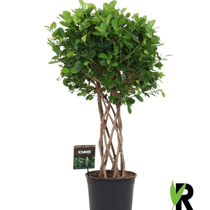 Ficus Moclame gevlochten cilinder - ↕120cm