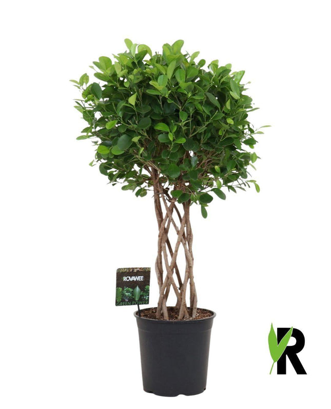 Ficus Moclame gevlochten cilinder - ↕120cm