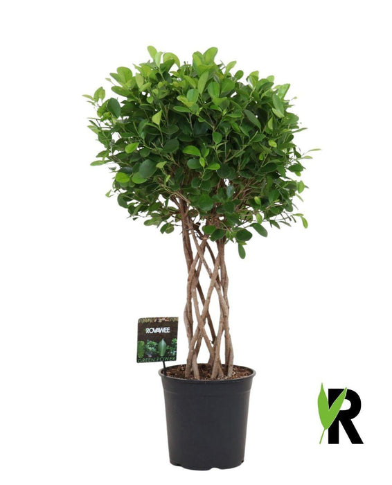 Ficus Moclame gevlochten cilinder - 120 cm
