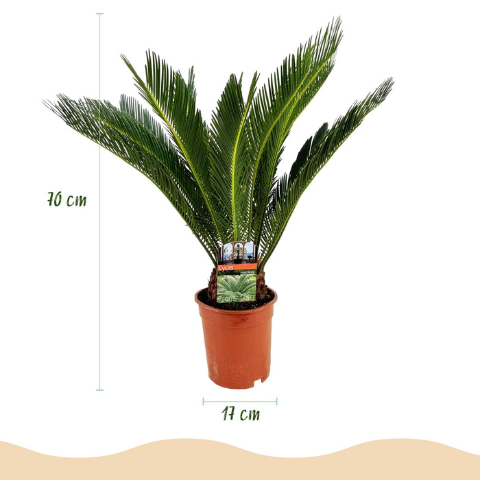 Cycas revoluta - Palmvaren - ↕70cm - Ø17cm
