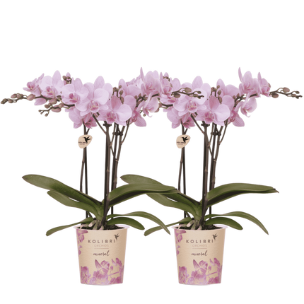 Kolibri Orchids | Combi Deal - 2 Roze Phalaenopsis Orchideeën Mineral Chamberry - Ø9 cm