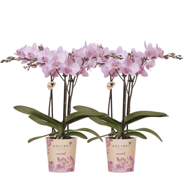 Kolibri Orchids | Combi Deal - 2 Roze Phalaenopsis Orchideeën Mineral Chamberry - Ø9 cm