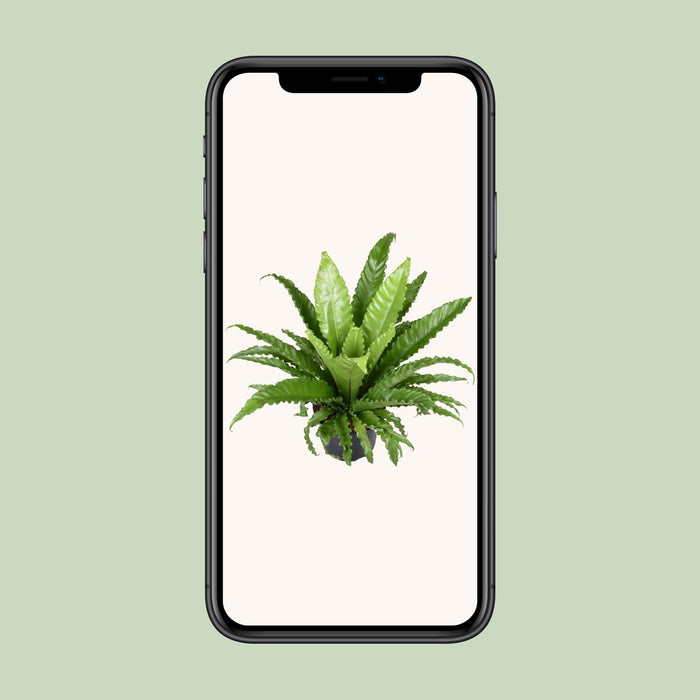 Asplenium Antiquum Osaka - ↕60cm - Ø23cm
