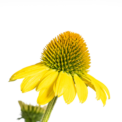 Echinacea Purpurea Gul - Solhat - ↕60-70cm - Ø19cm