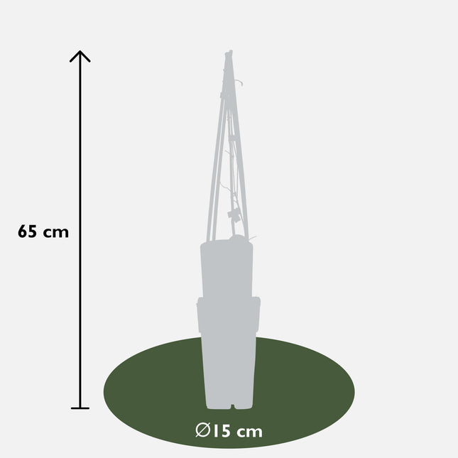 Clematide Presidente - Clematide - ↕65cm - Ø15cm - 3x