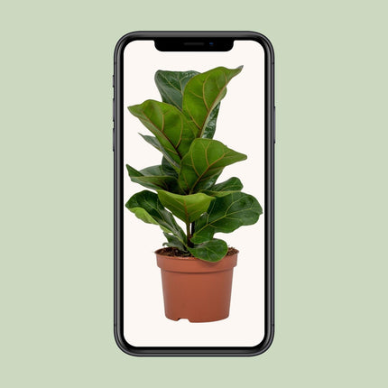 Ficus Lyrata - ↕30cm - Ø12cm