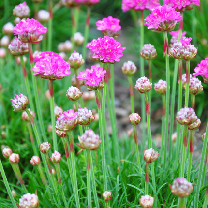 Armeria maritima 'Splendens' - Engels Gras - ↕10-25cm - Ø9cm - 60x