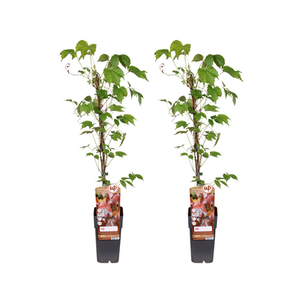 Parthenocissus Tricuspidata Veitch Boskoop - Hiedra de Virginia - ↕65cm - Ø15cm - 2x