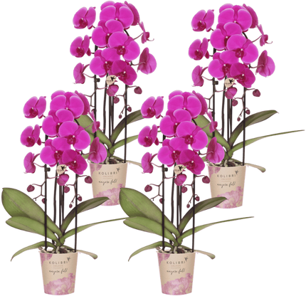 Kolibri Orchids | Combi Deal - 4 Paarse Phalaenopsis Orchideeën Niagara Fall Free Ride - Ø12 cm