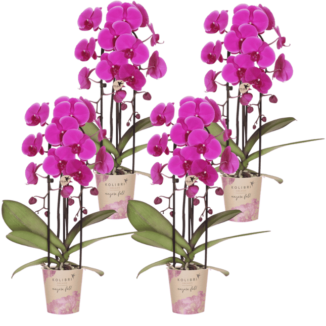 Kolibri Orchids | Combi Deal - 4 Paarse Phalaenopsis Orchideeën Niagara Fall Free Ride - Ø12 cm