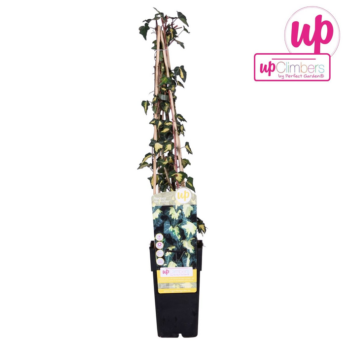 Hedera Helix 'Goldheart' - ↕65cm - Ø15cm