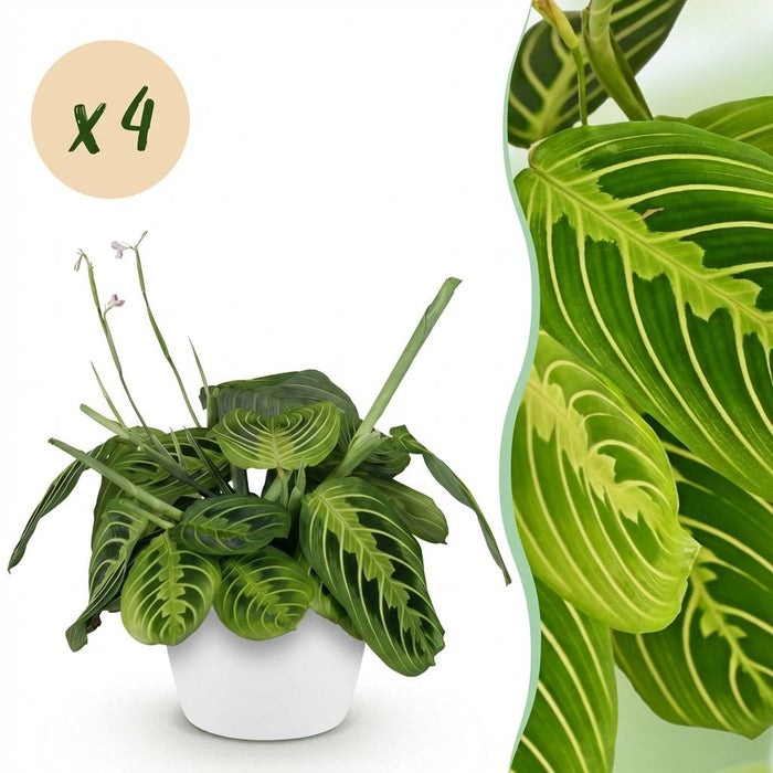 Maranta Fascinator Lemon Lime - Gebedsplant - met witte plantenpotten - ↕25cm - Ø12cm - 4x