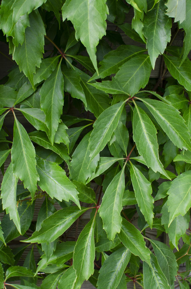 Parthenocissus Quinquefolia 'Engelmannii' - Vite selvatica - ↕65cm - Ø15cm - 3x