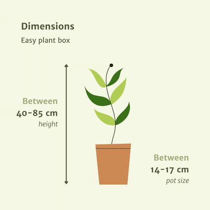 Jardinière facile à monter - 4 plantes d'intérieur - Hauteurs variées - Ø14-Ø17