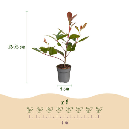 Photinia fraseri Red Robin - Glansmispel - 40x Haagplanten - Groenblijvend - Rood - Pot 9cm - Hoogte 25-35cm