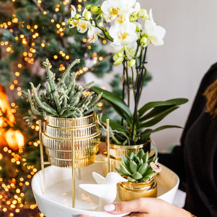 Kolibri Orchids | Gift Set Allure Shiny Goud - Witte Phalaenopsis Orchidee Mineral Amabilis & Succulenten