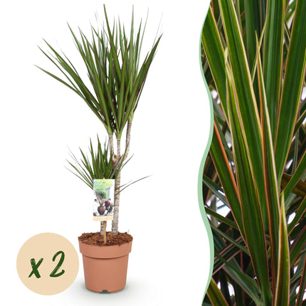 Dracaena Marginata - Arbre dragon - ↕70-80cm - Ø17cm - 2x