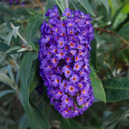 Buddleja davidii Empire Blue - Butterfly Bush - Blue - ↕45cm - Ø17cm - 3x