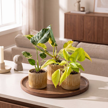 Baby Planten Tropical Mix - Diversen 3x - Tropisch - incl. Linnea Honey - Ø6cm - ↕10-15cm